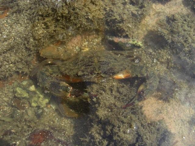 だしがとれる=かわいい?