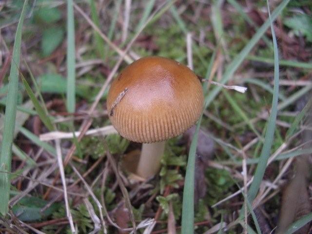 なんだか食べれそう